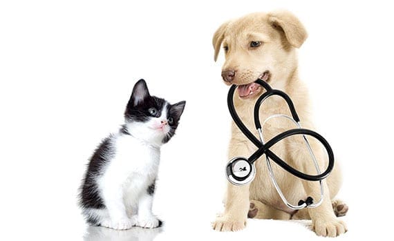 A cat and dog are playing with a stethoscope.
